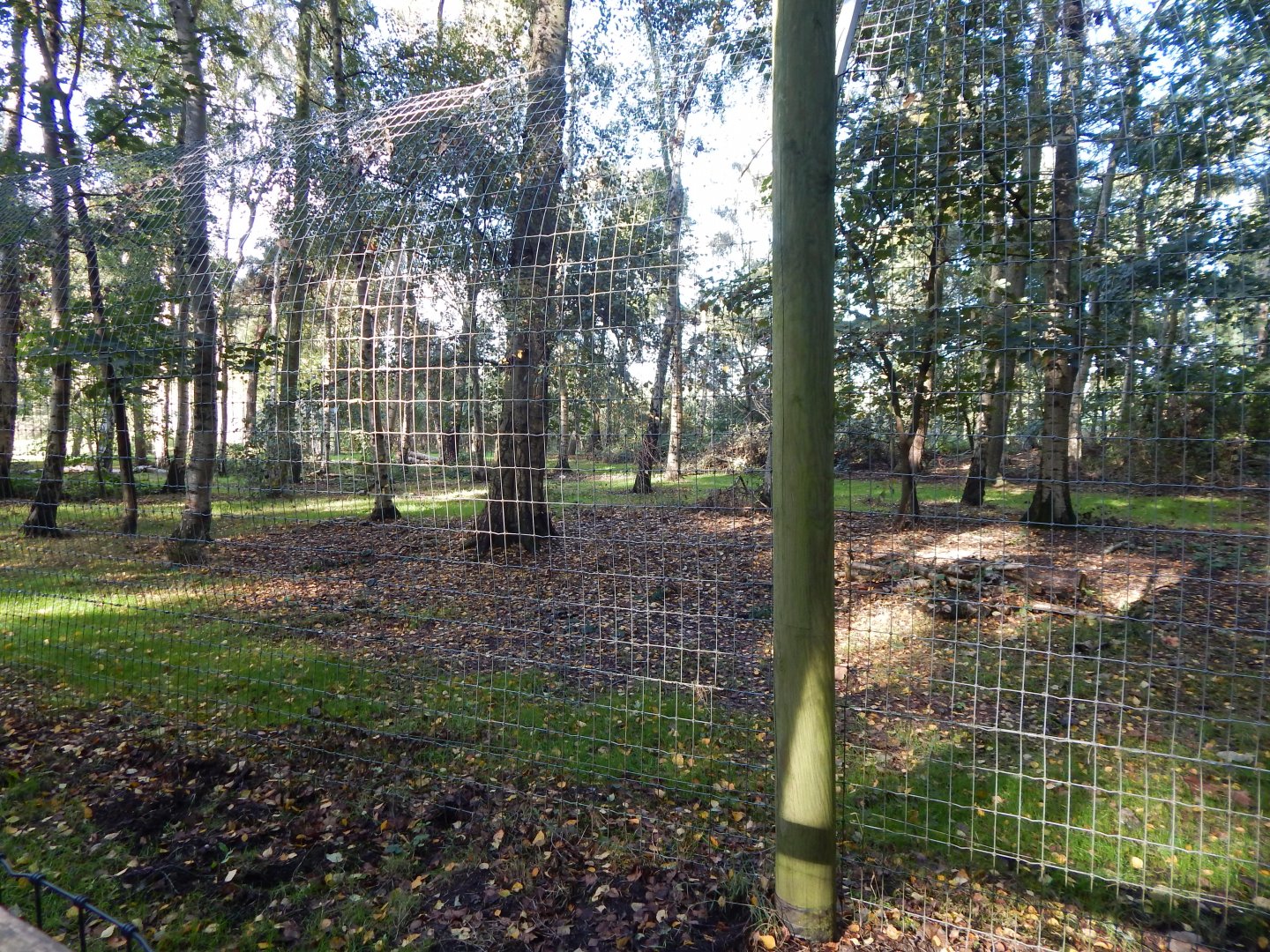 Woodland Trail - African hunting dog habitat 121024