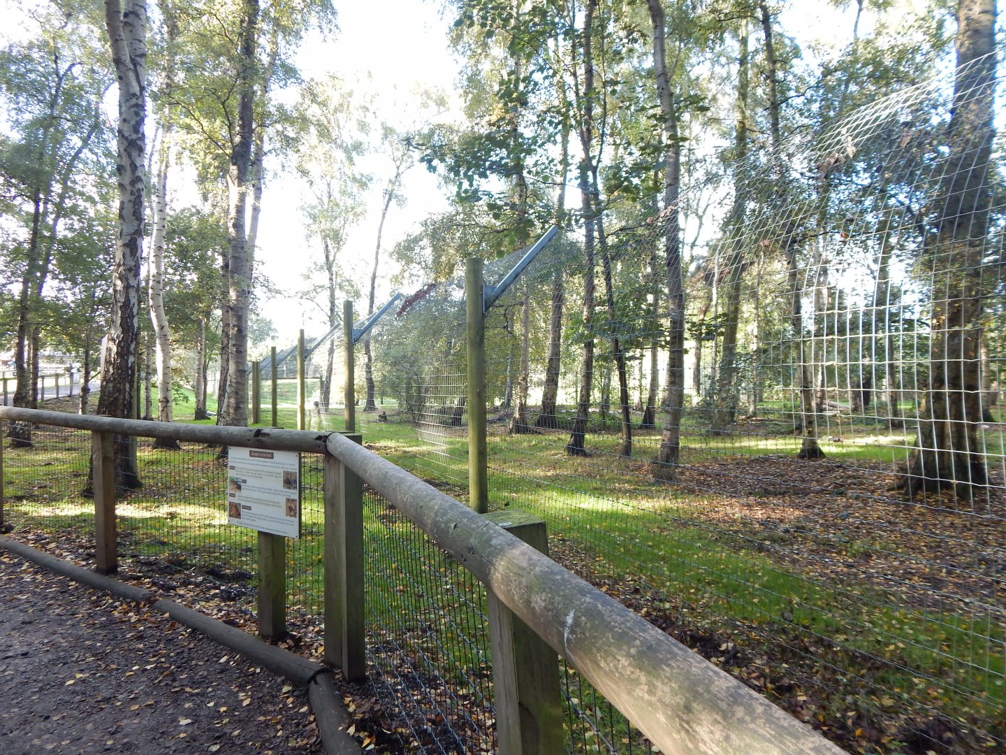 Woodland Trail - African hunting dog habitat 121024