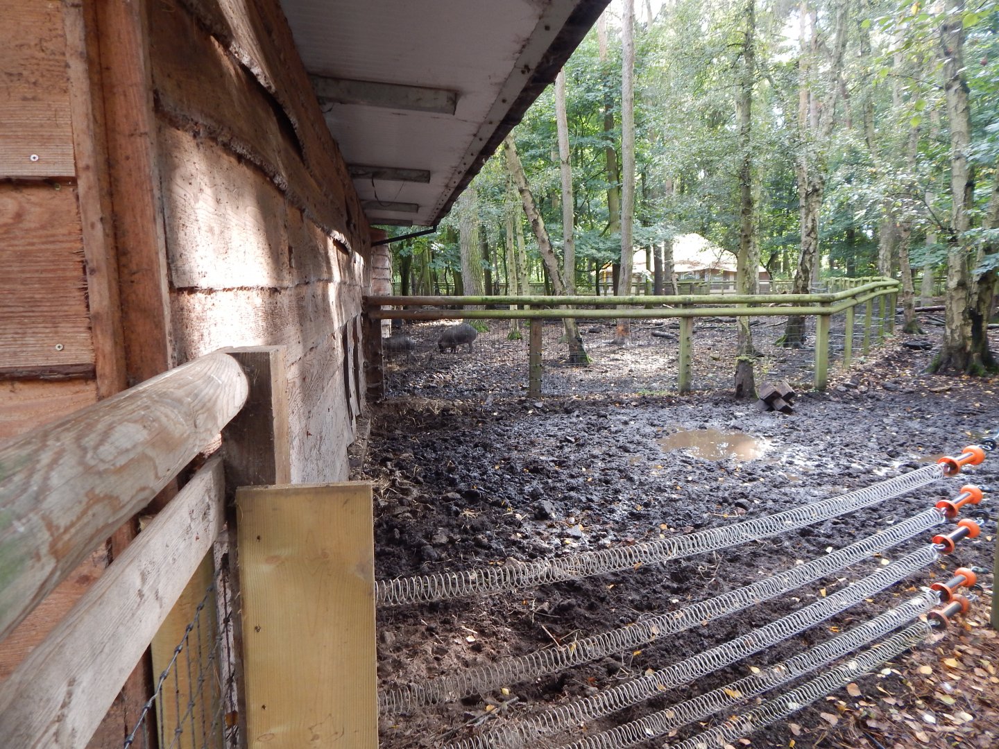 Woodland Trail - Visayan warty pigs habitat 121024