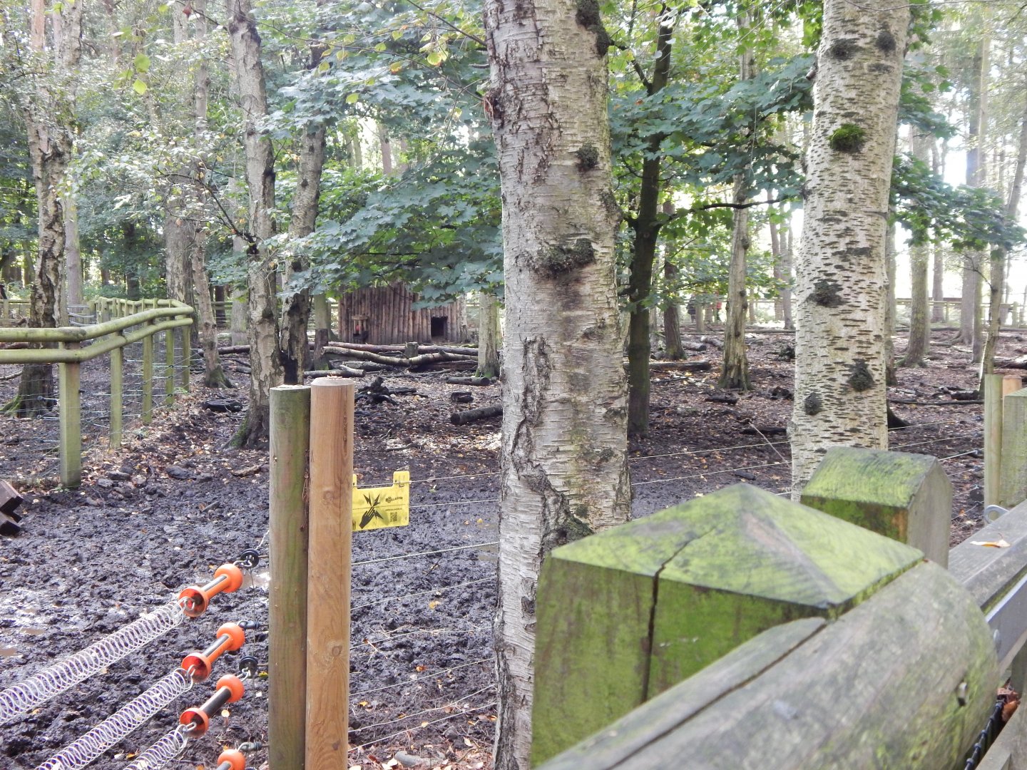 Woodland Trail - Visayan warty pigs habitat 121024