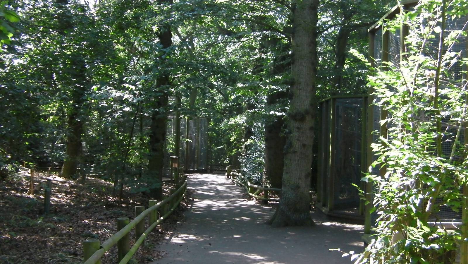 Woodland Walk - 01.08.2011