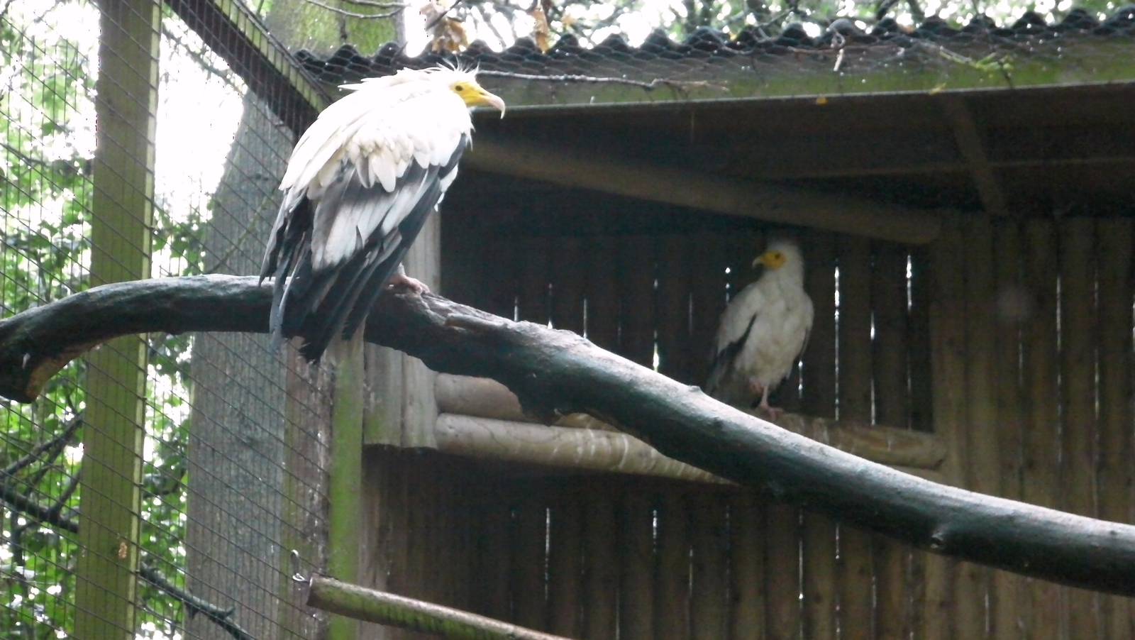 Woodland Walk - 04.08.2011