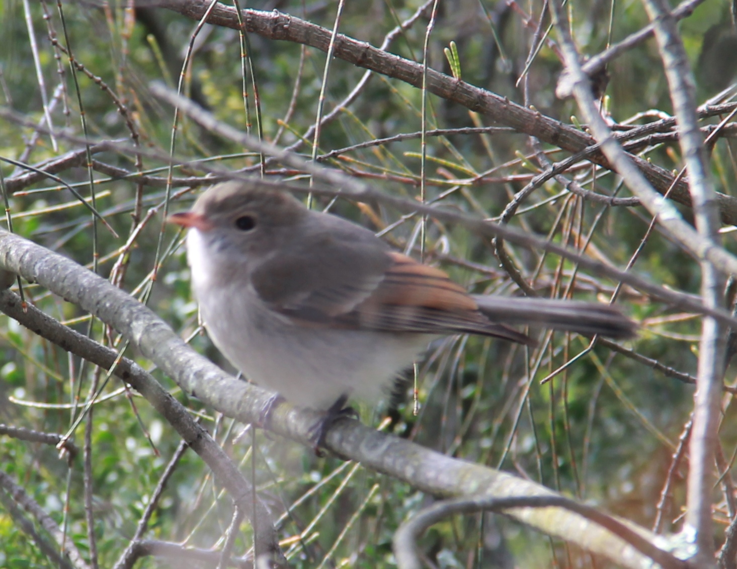Woodlands Historic Park, VIC, Australia