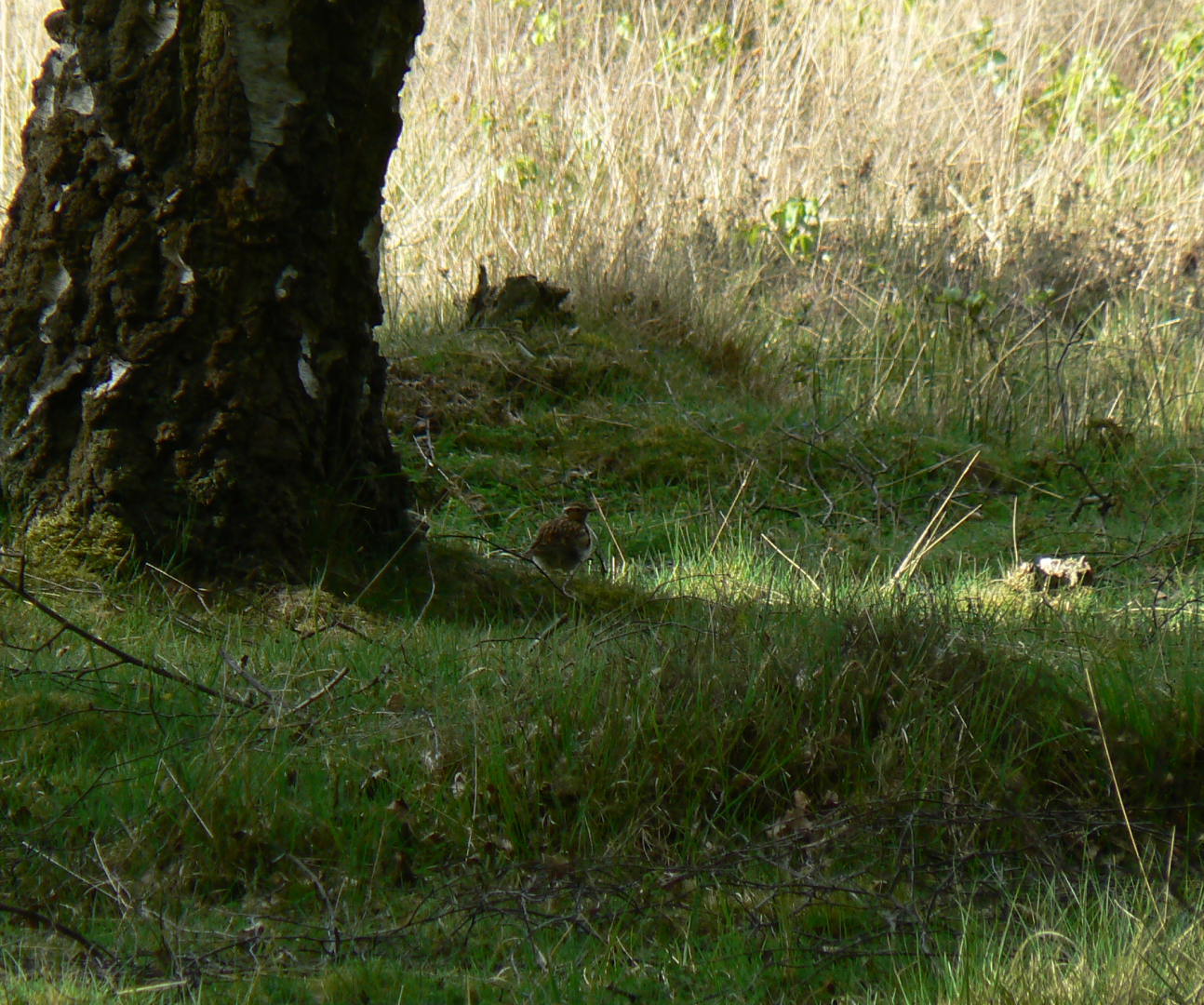 Woodlark - 13 May 2017, Skipwith Common NNR