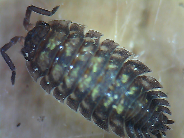 Woodlouse ID