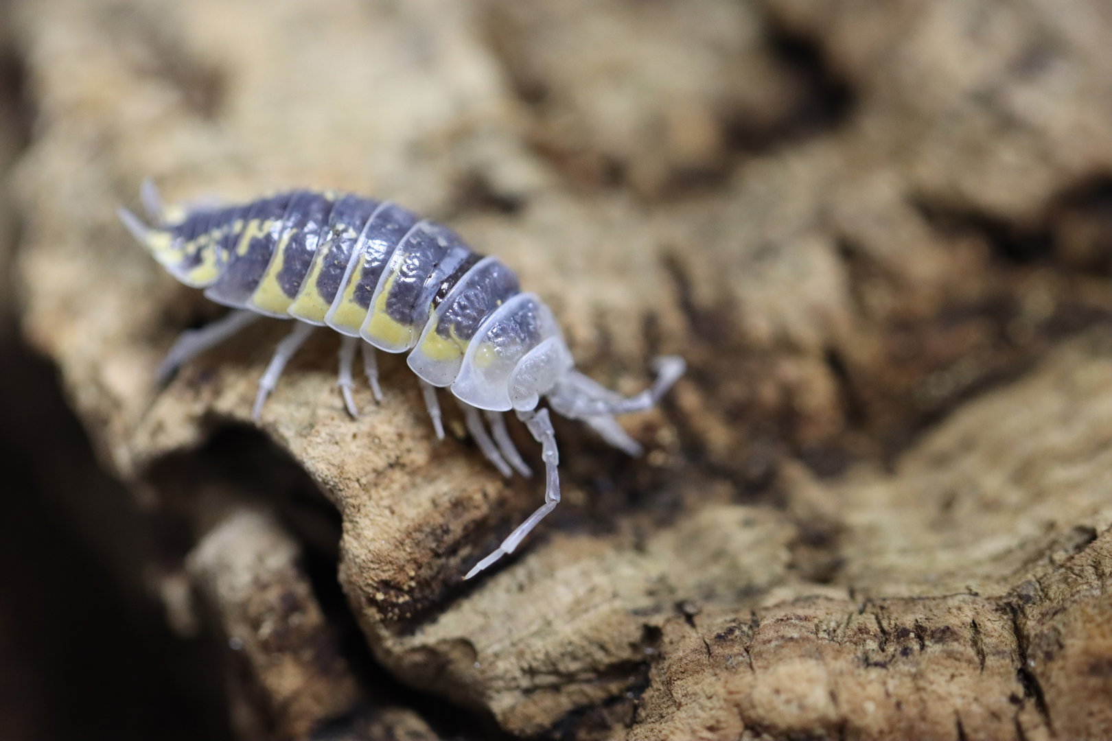 Woodlouse ID