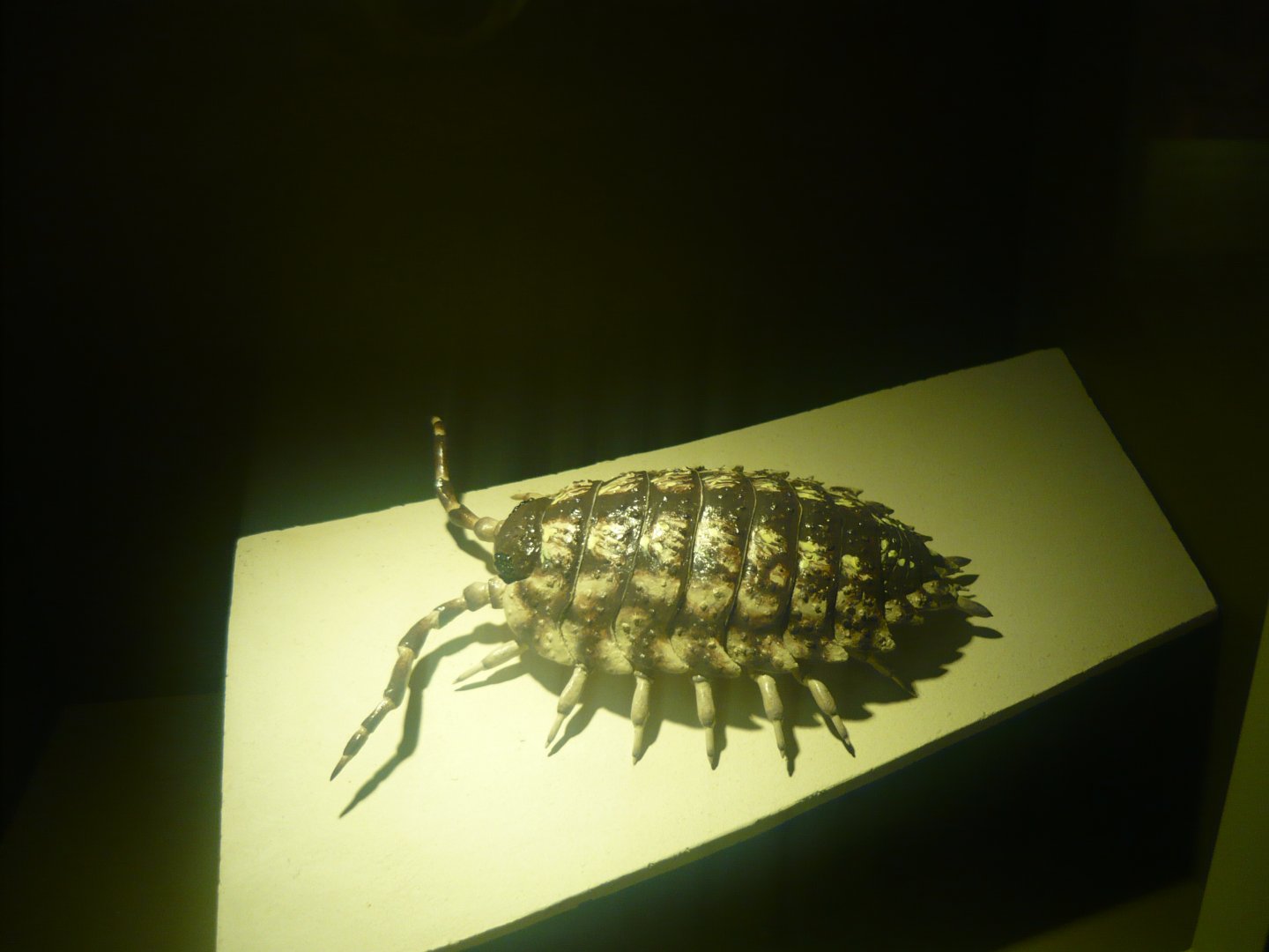 Woodlouse model