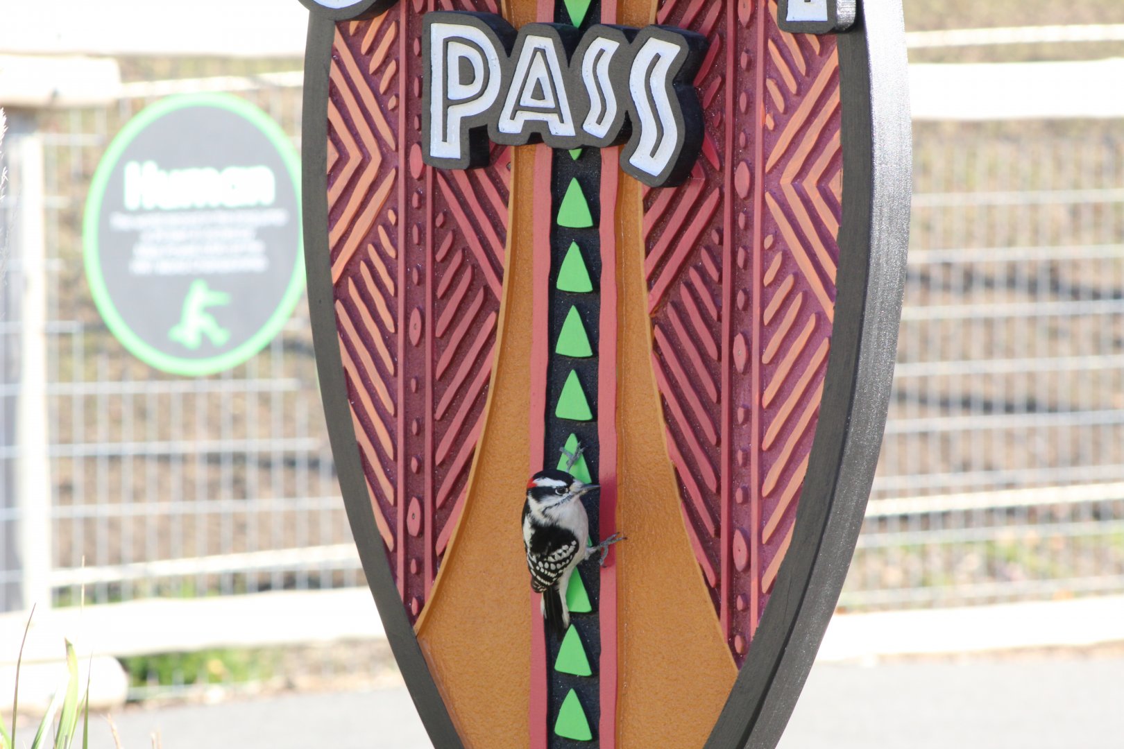 Woodpecker on Signage