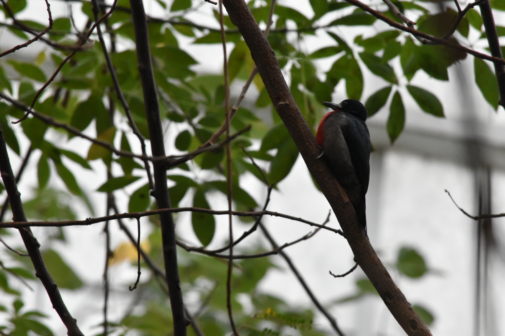 Woodpecker species ID?