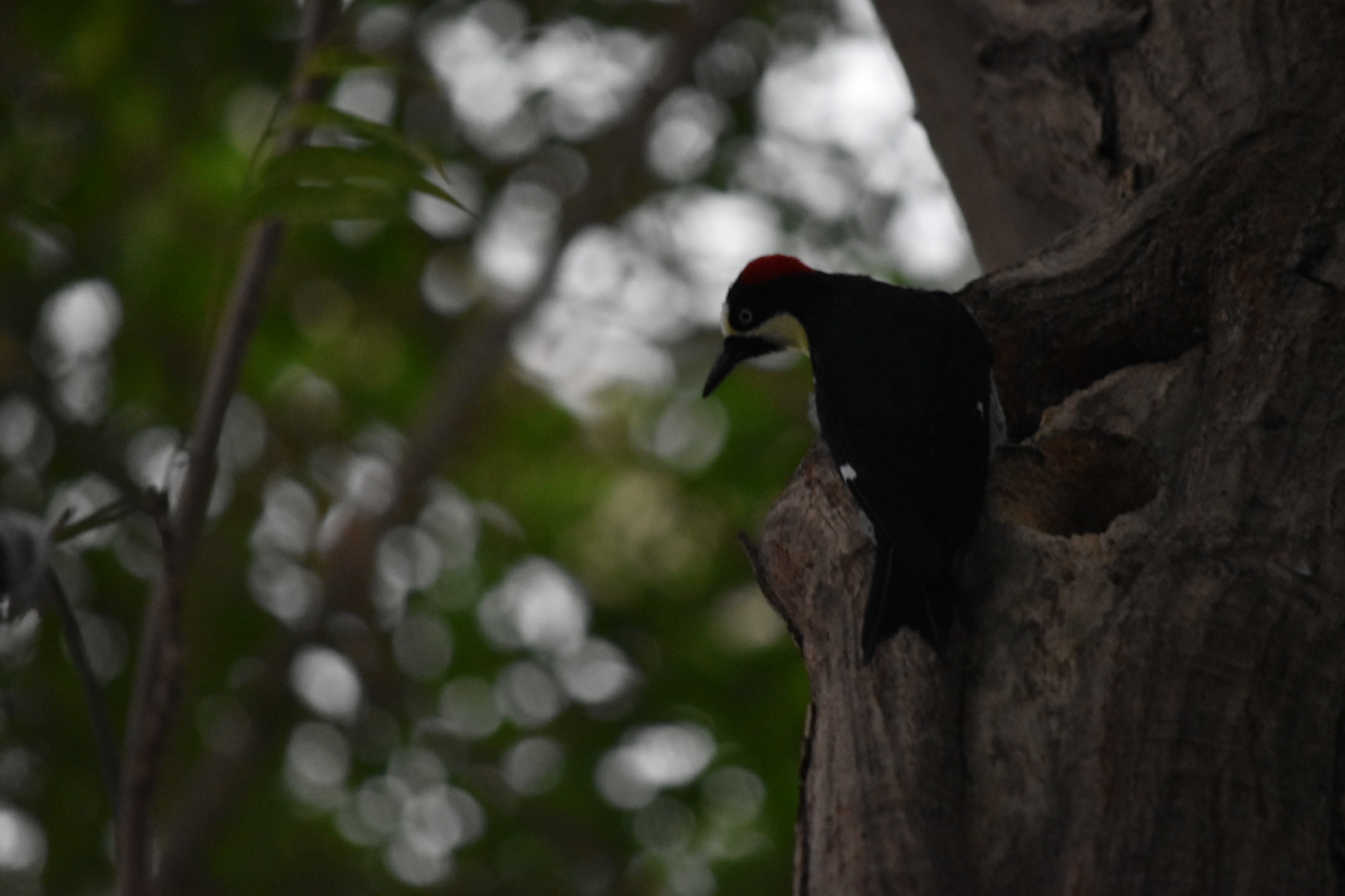 Woodpecker Species ID?