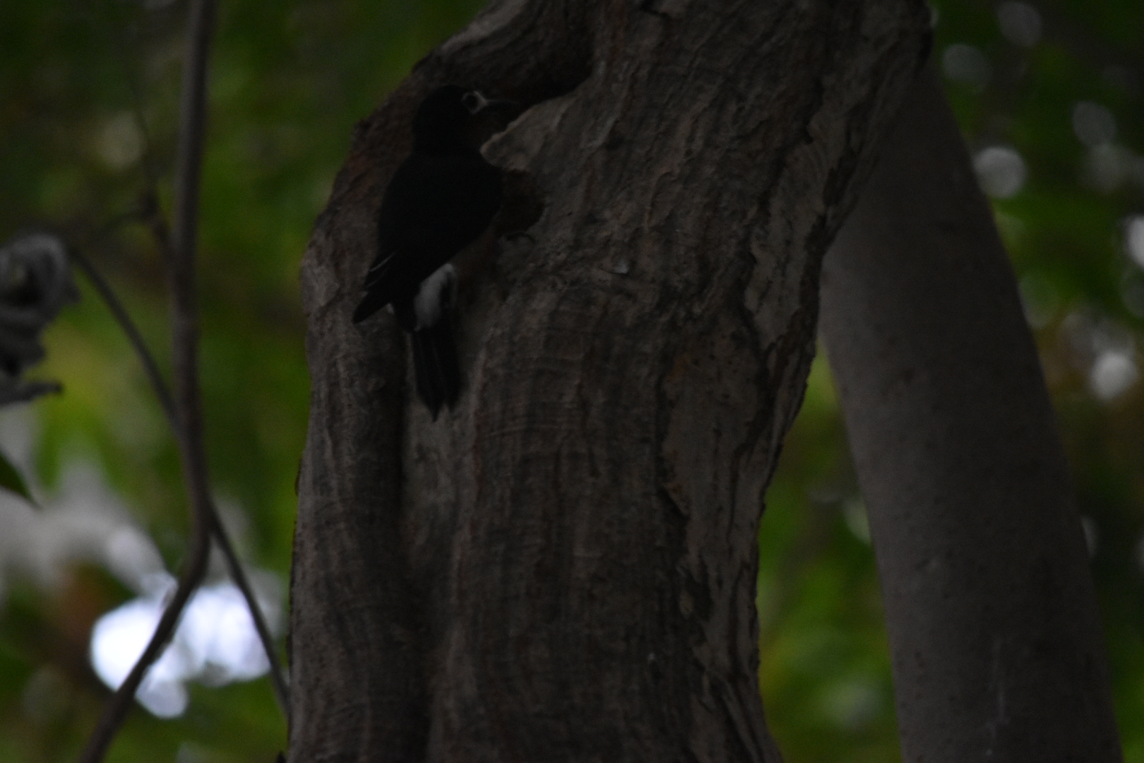 Woodpecker Species ID?