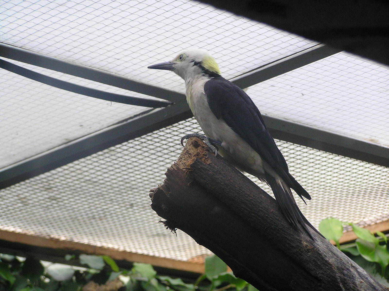 Woodpecker spp? Antwerp 06