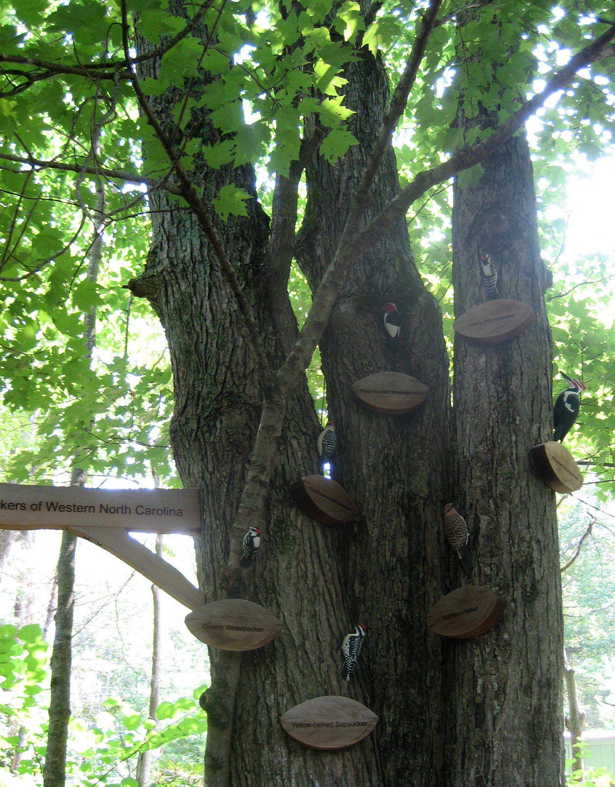 woodpeckers of Western North Carolina
