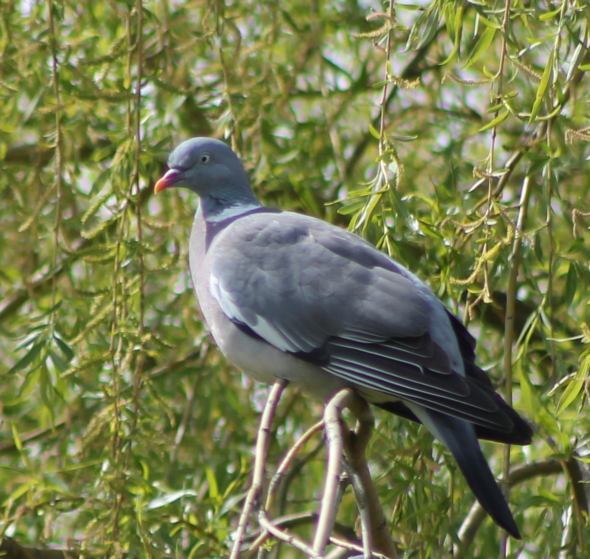 woodpigeon