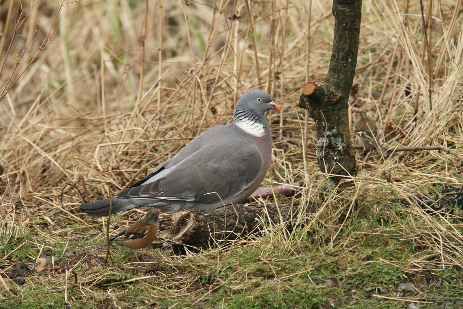 Woodpigeon