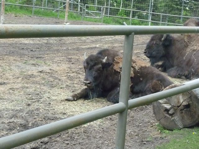Woods Bison