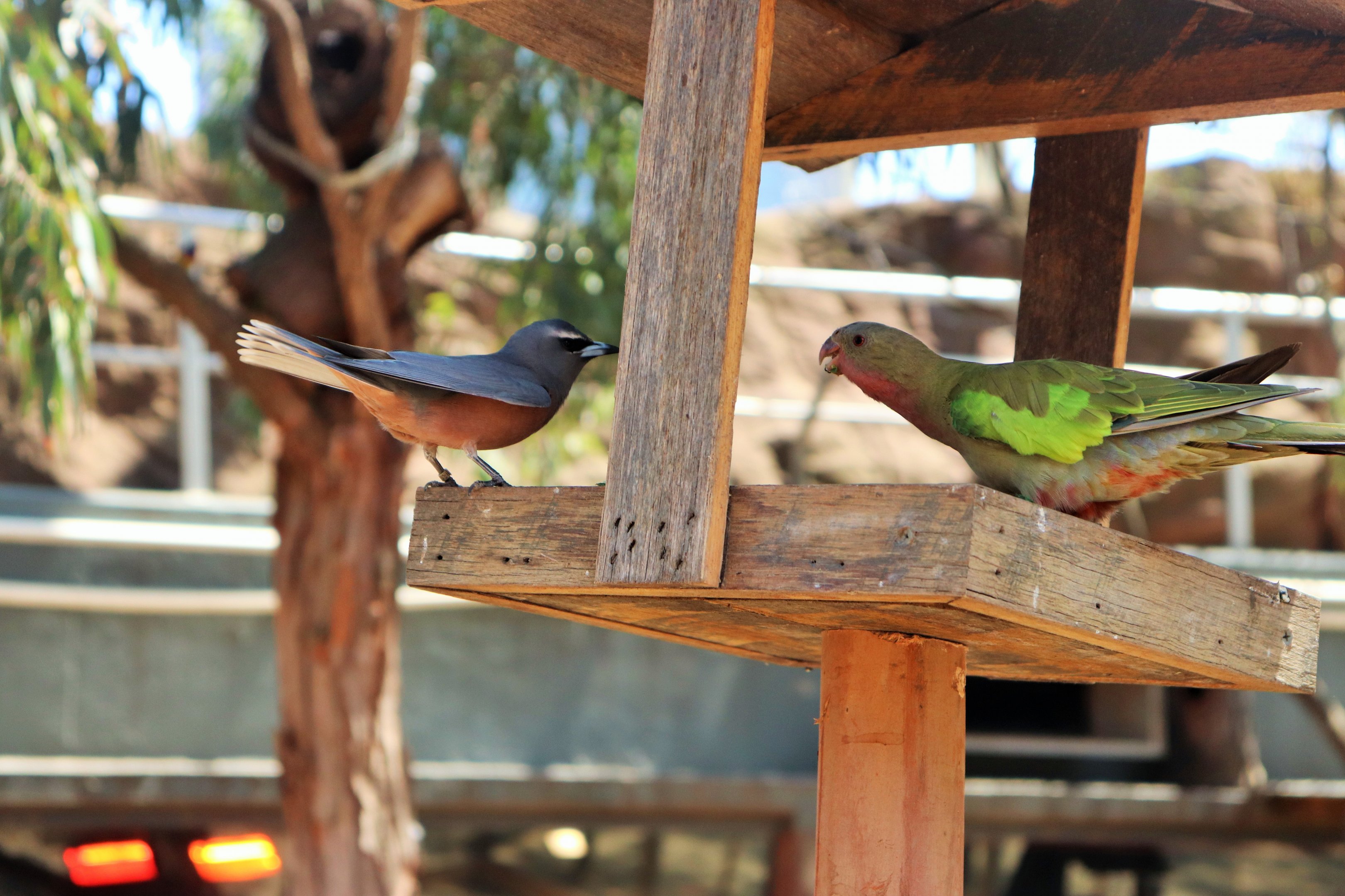 Woodswallow vs. Princess Parrot