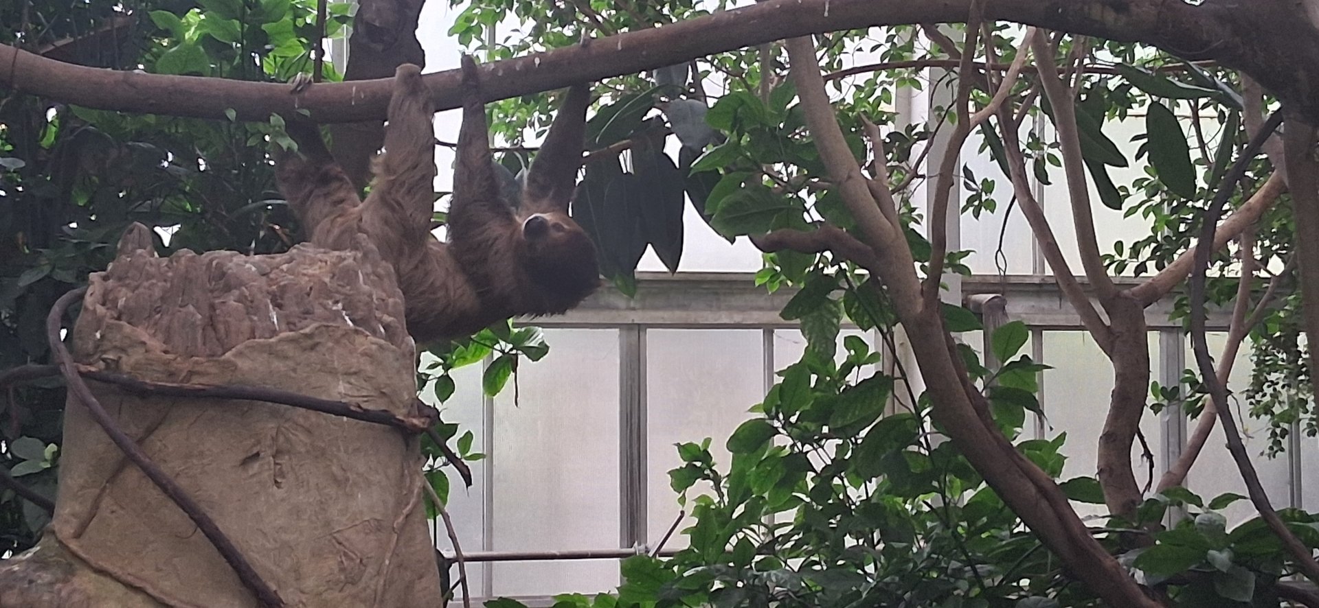 Wookie the two toed sloth looking at his keeper at the national aviary