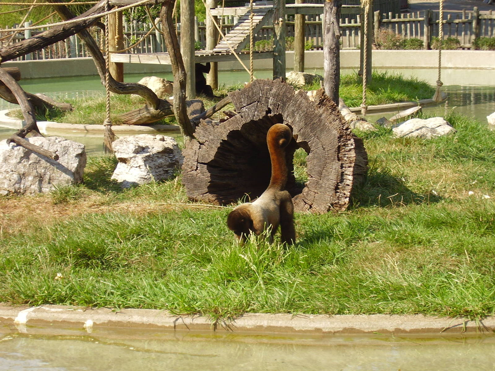 Woolie Monkey - Louisville Zoo AUG07