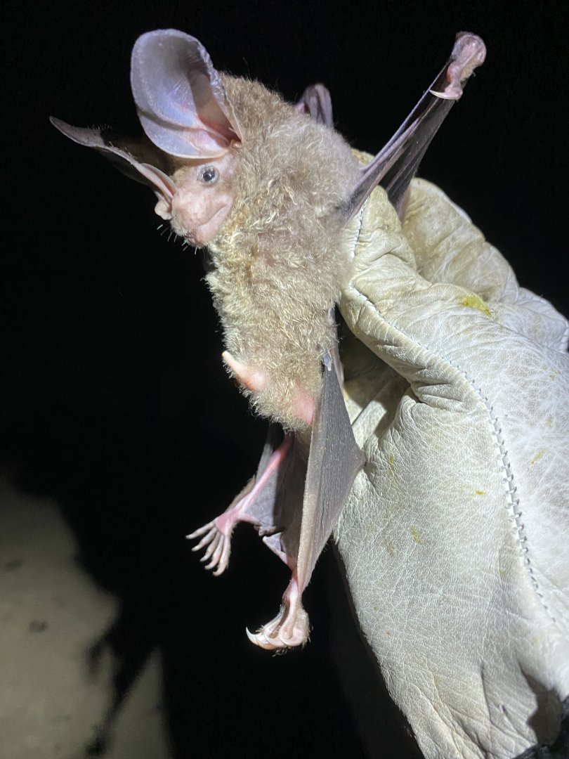 Woolly False Vampire Bat (Chrotopterus auritus)