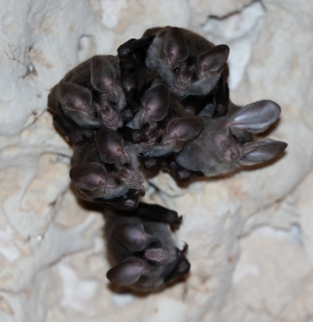 woolly false vampire bats (Chrotopterus auritus)