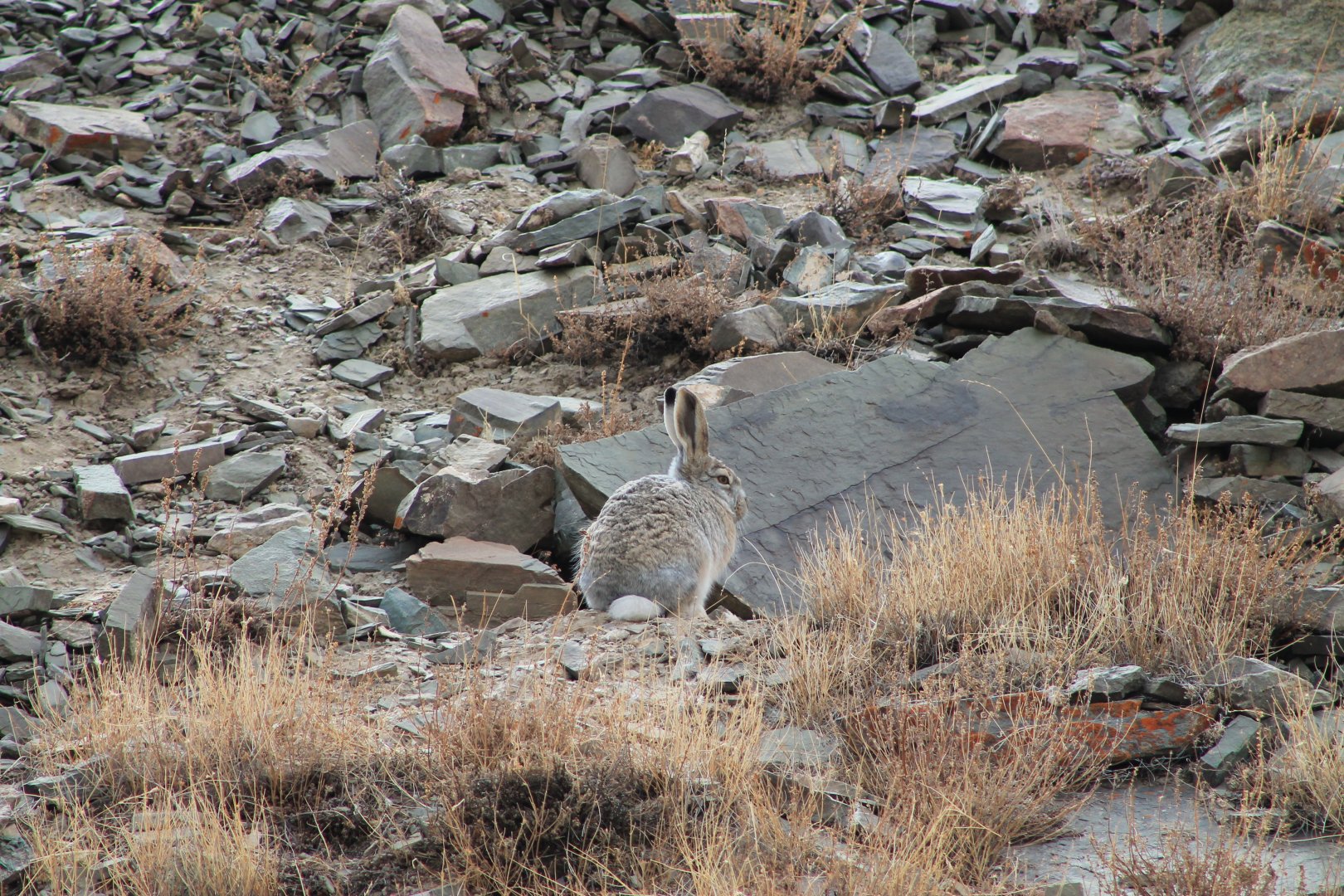 Woolly Hare (Lepus oiostolus)