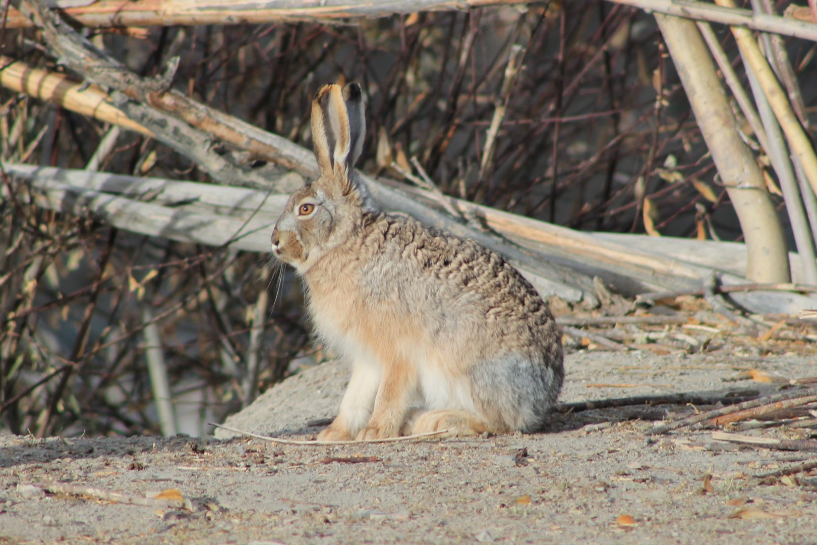 Woolly Hare (Lepus oiostolus)