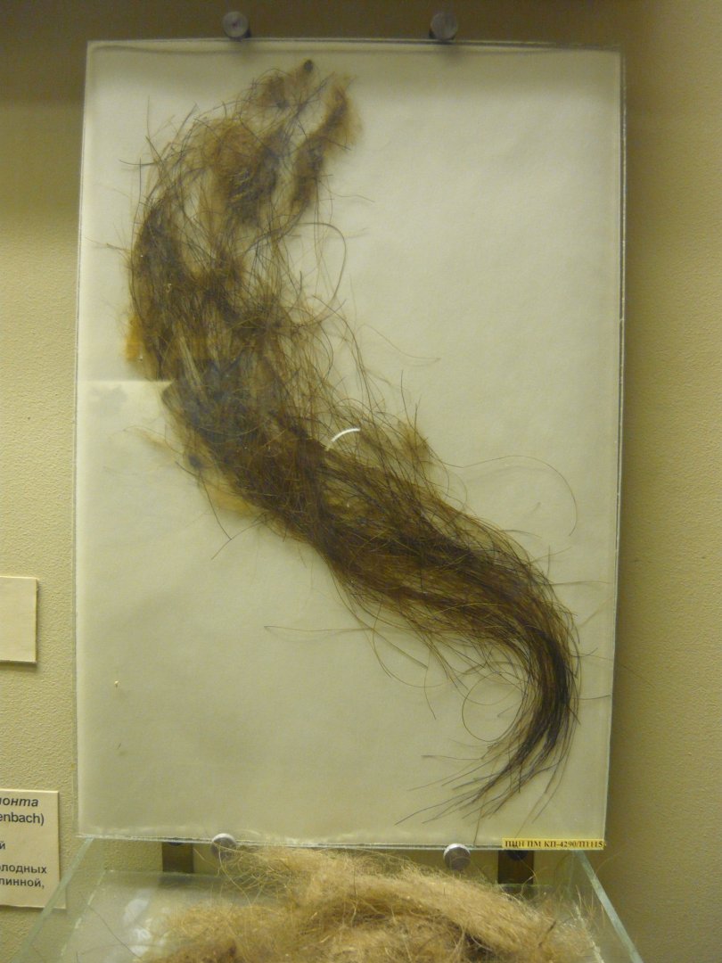 Woolly mammoth hair