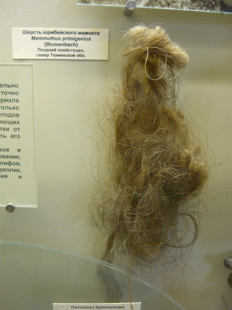 Woolly mammoth hairs