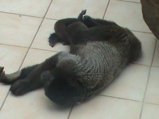 woolly monkey 080811