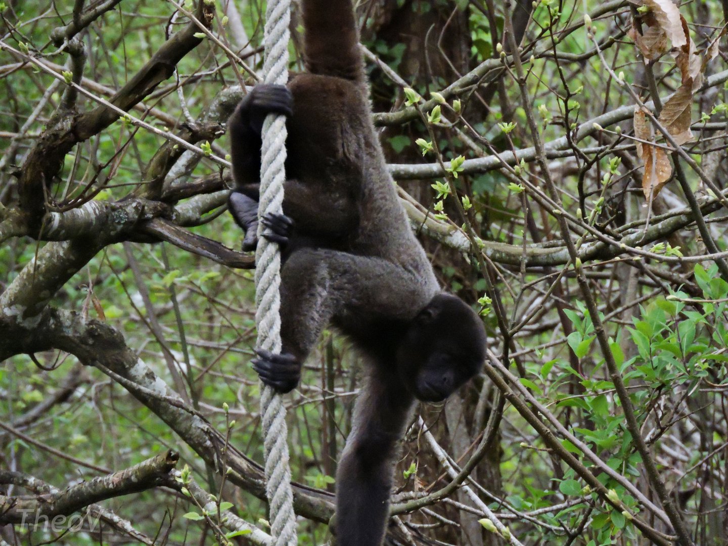 Woolly monkey [2015]