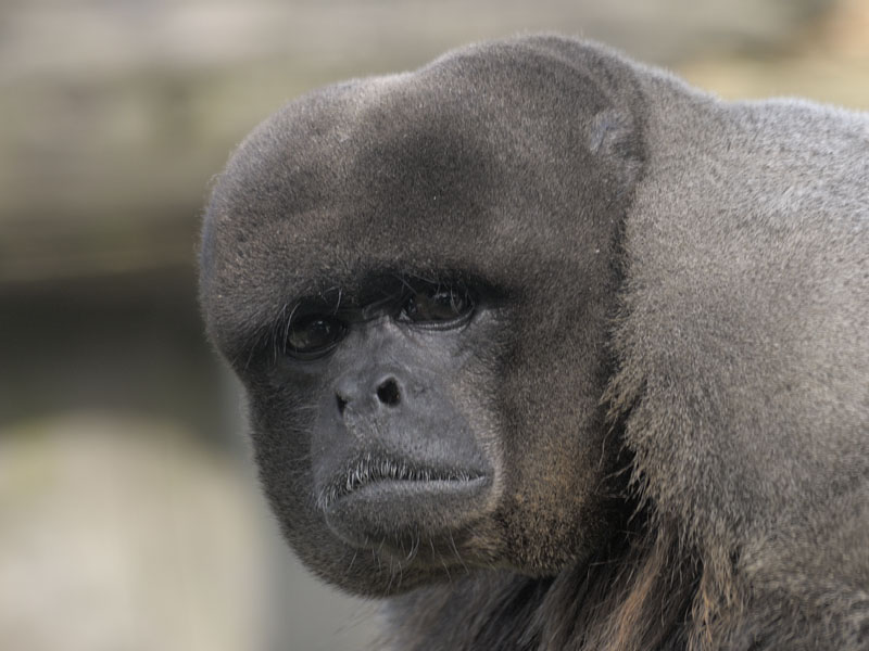 Woolly monkey adult male