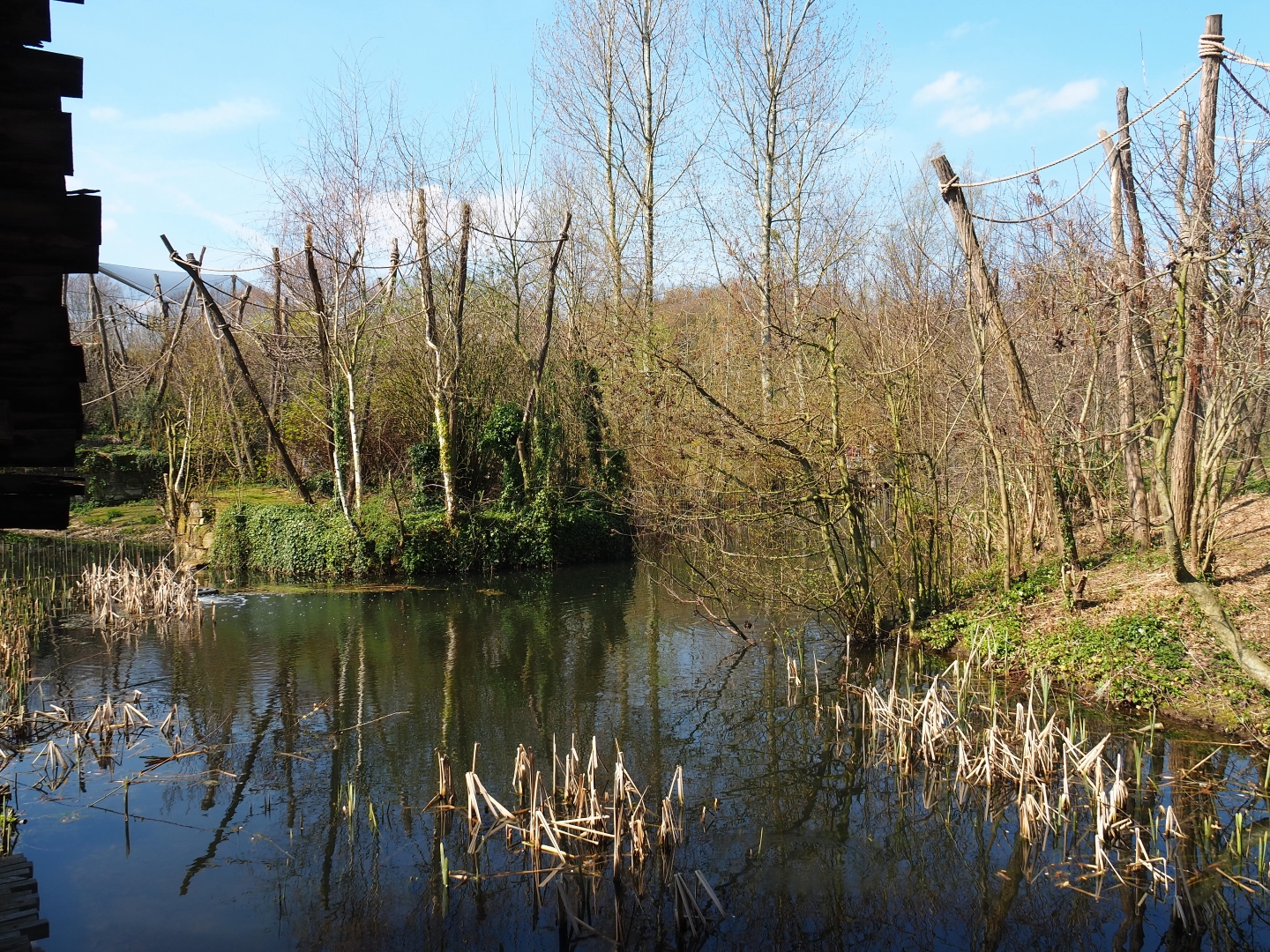 Woolly monkey and red-faced spider monkey islands, 2019-03-30