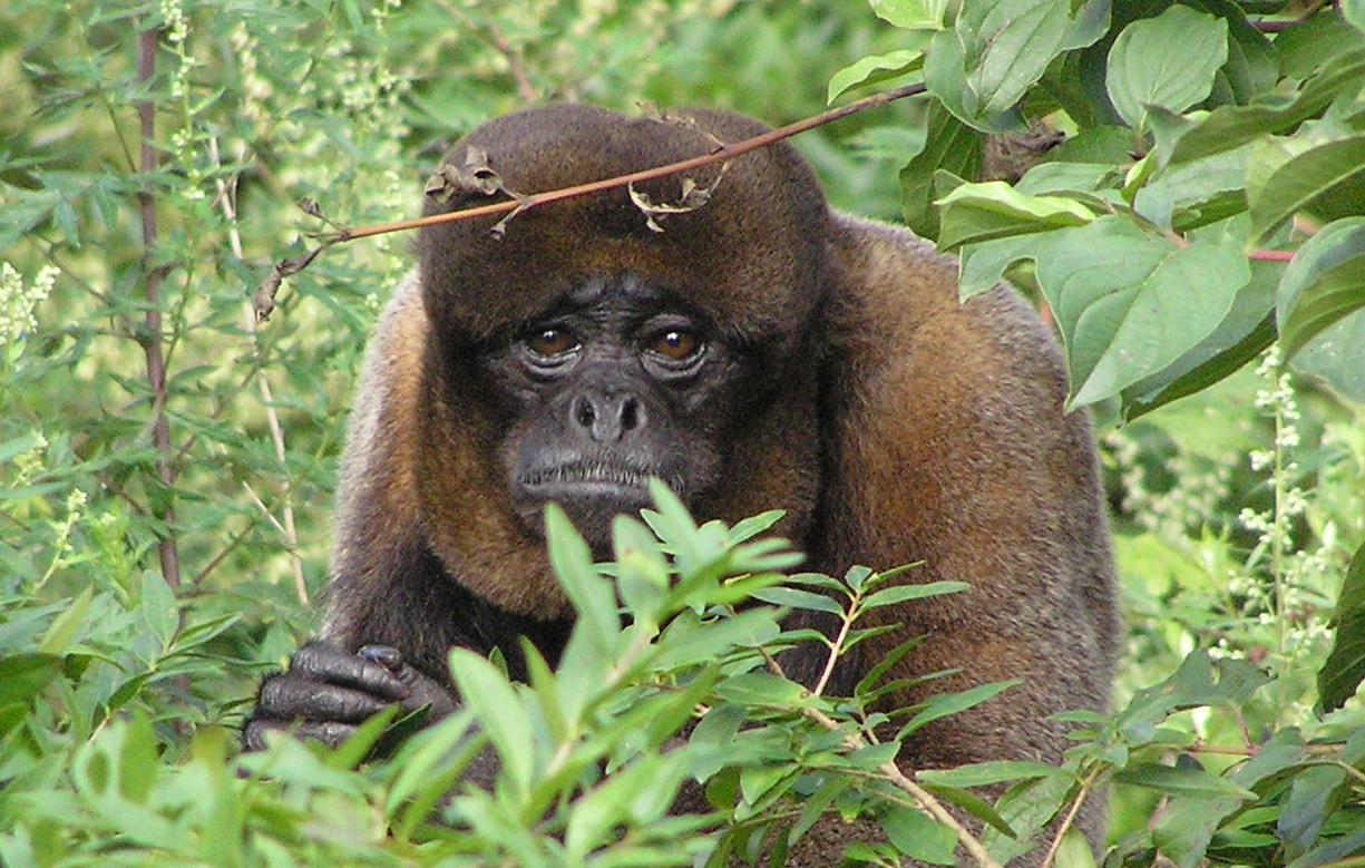 Woolly monkey - Basel