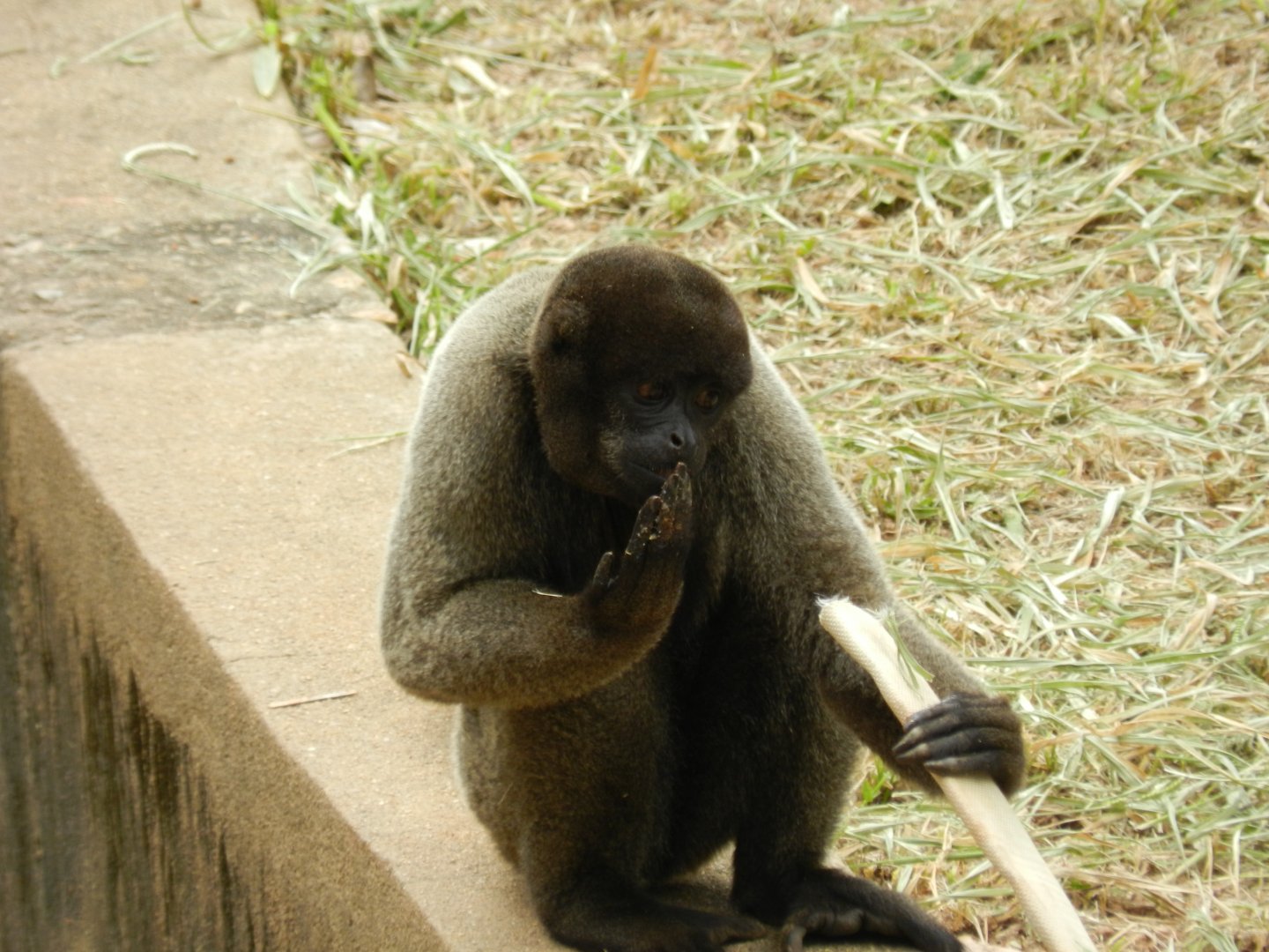 Woolly monkey - Belo Horizonte zoo