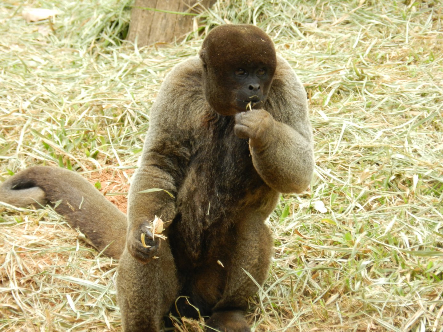 Woolly monkey - Belo Horizonte zoo