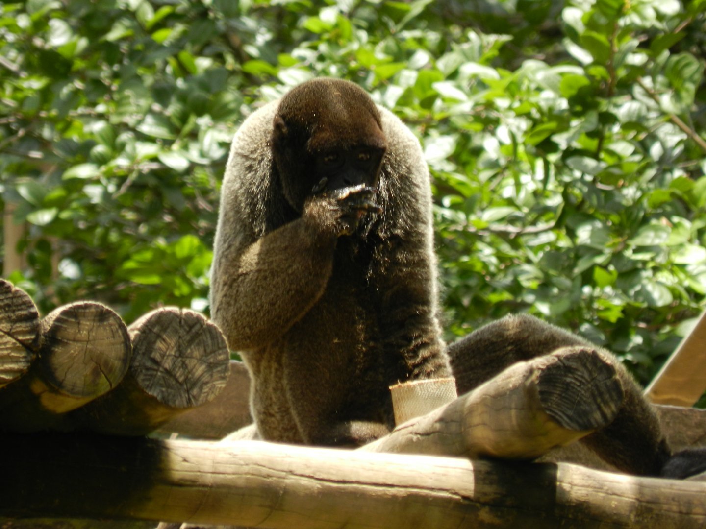 Woolly monkey - Belo Horizonte zoo