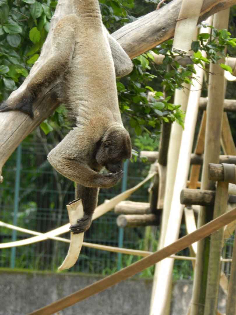 Woolly monkey - Belo Horizonte zoo
