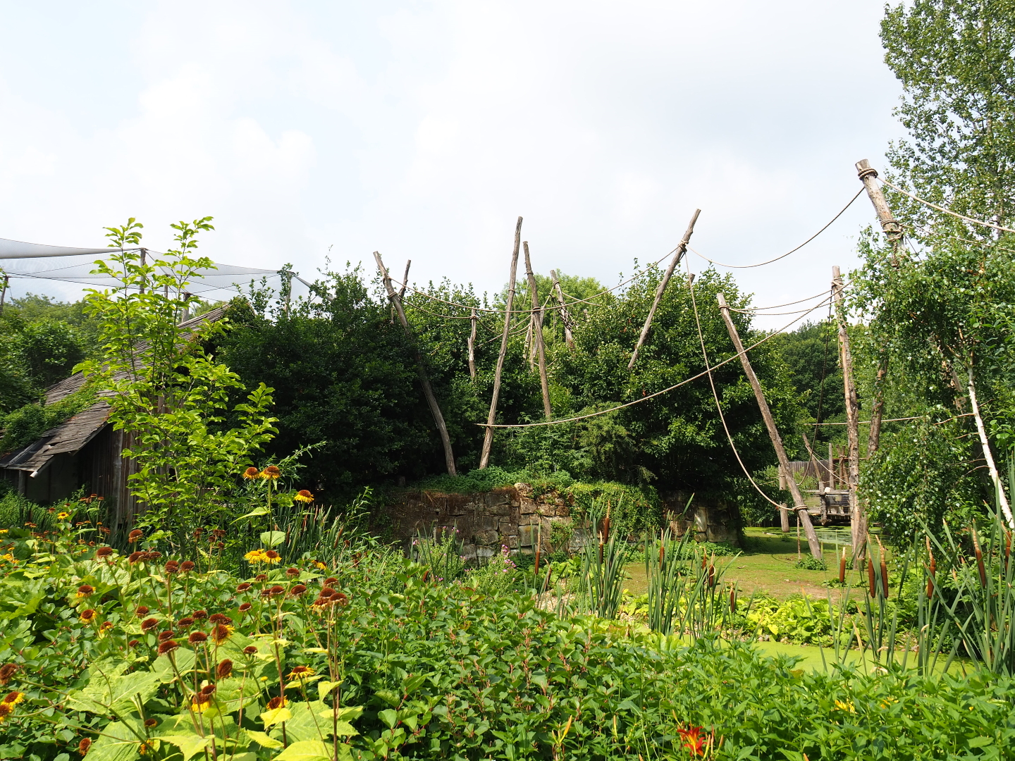 Woolly monkey - Capybara exhibit, 2019-07-21