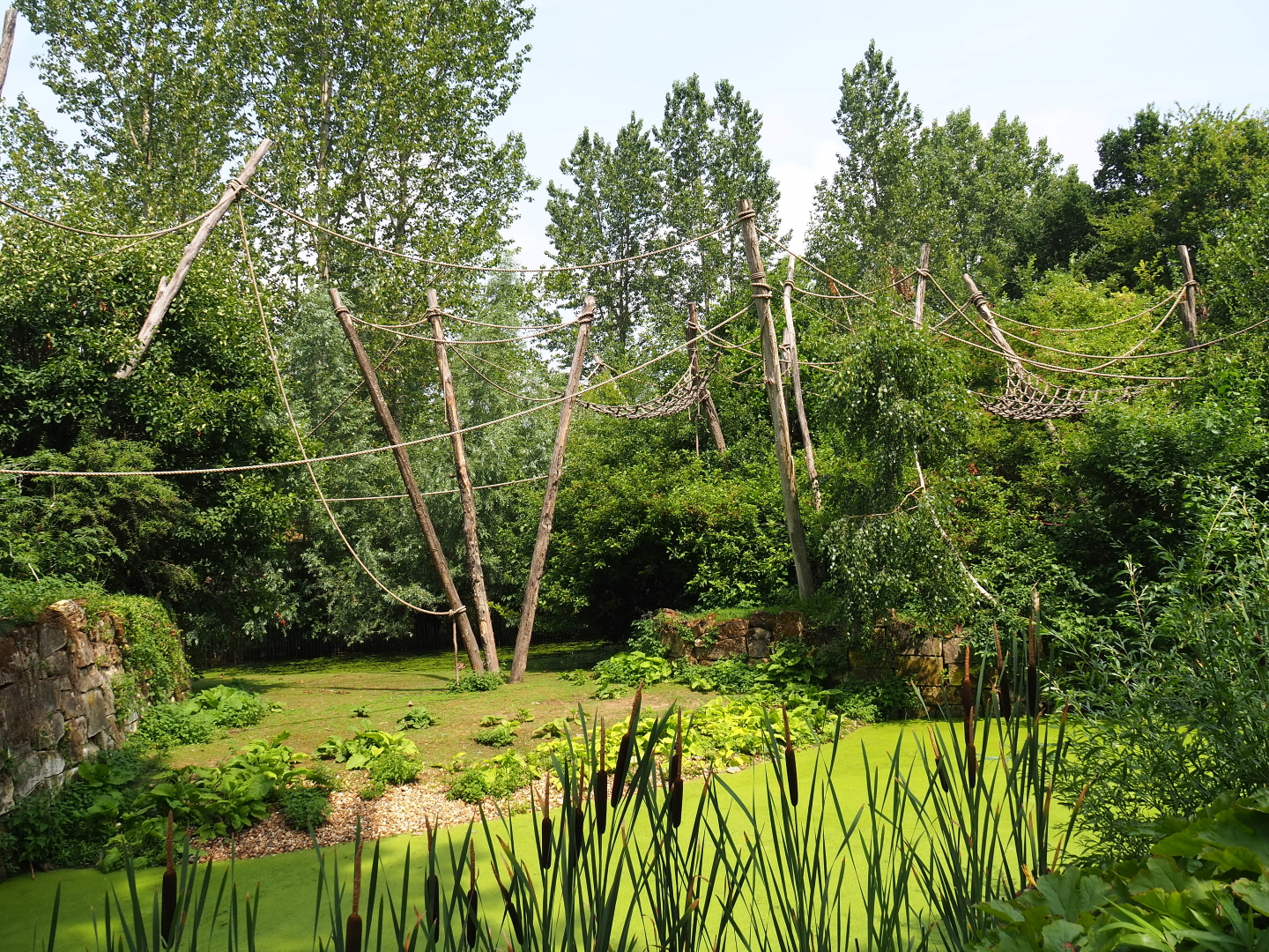 Woolly monkey - Capybara exhibit, 2019-07-21