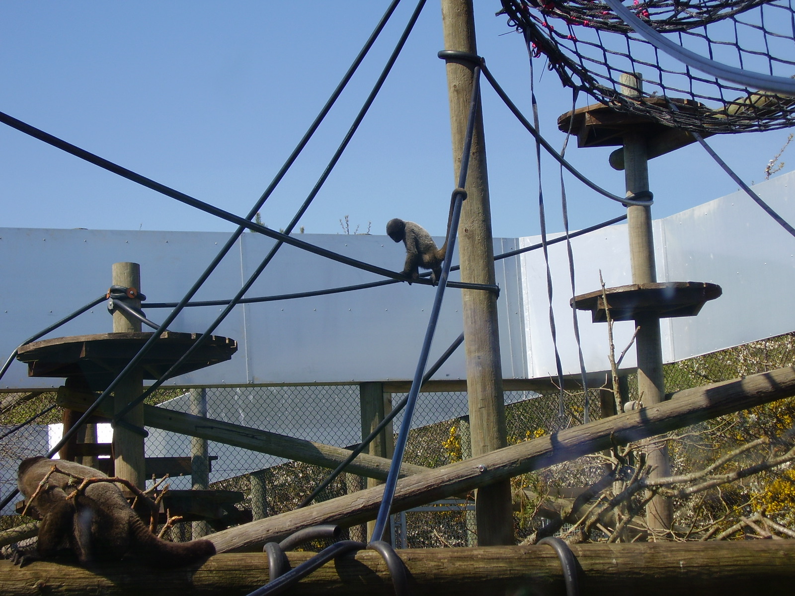 Woolly Monkey Enclosure - 2009