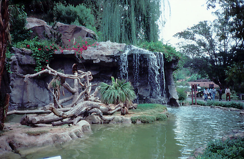 Woolly Monkey exhibit - 1987