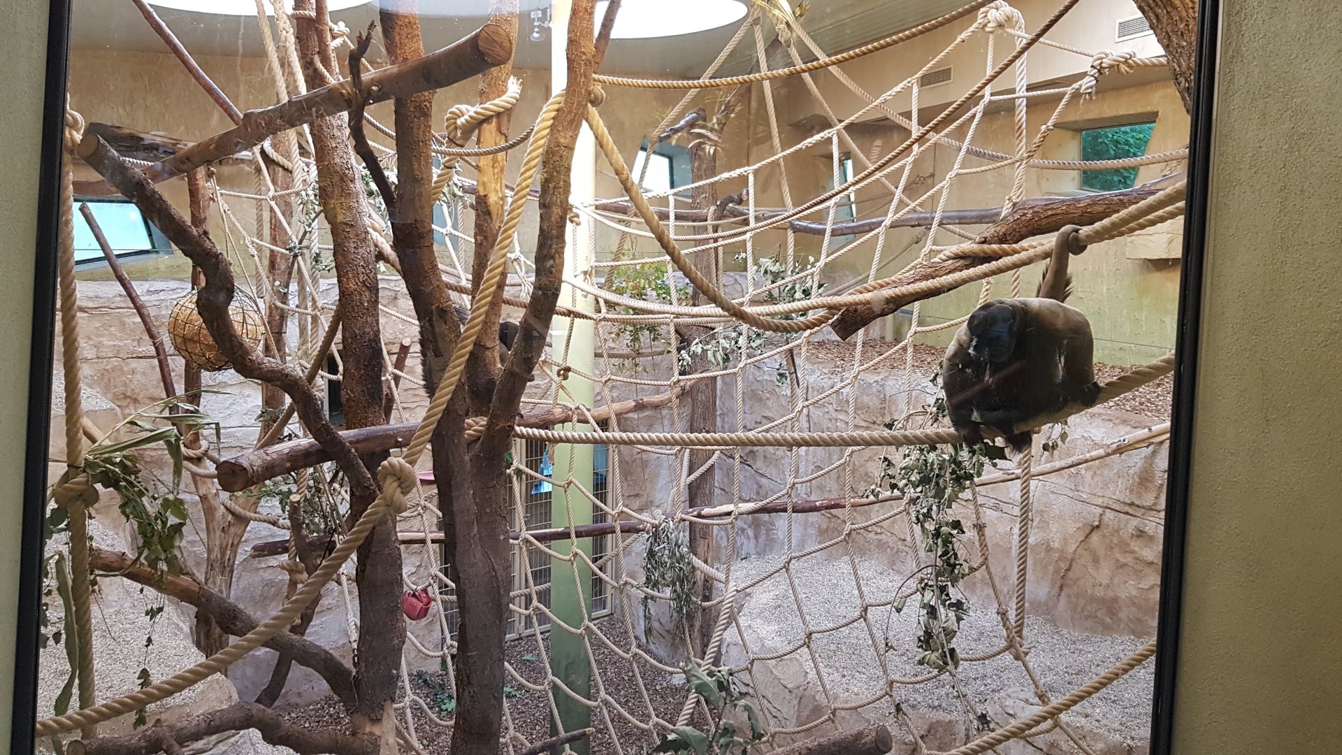 Woolly monkey exhibit
