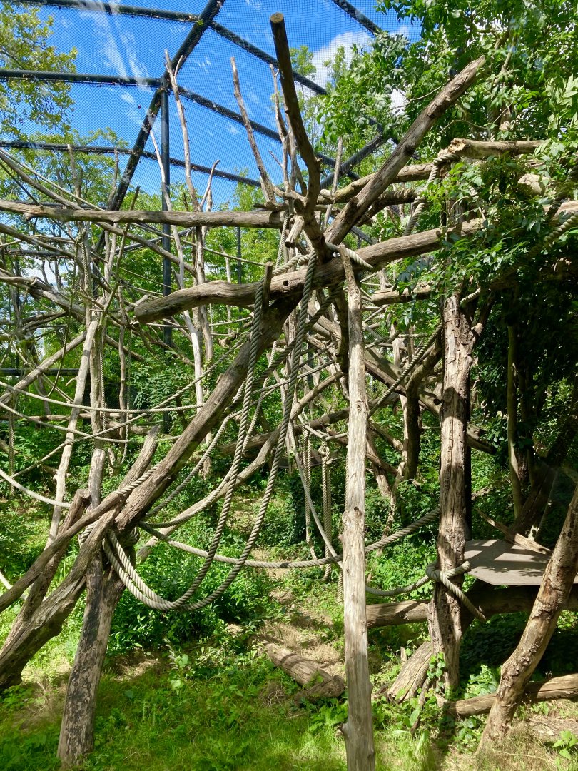 Woolly monkey exhibit