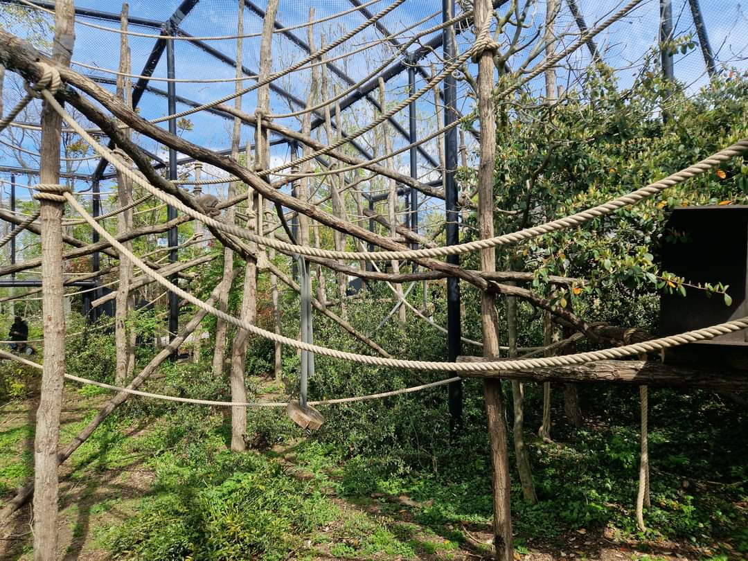 Woolly Monkey exhibit