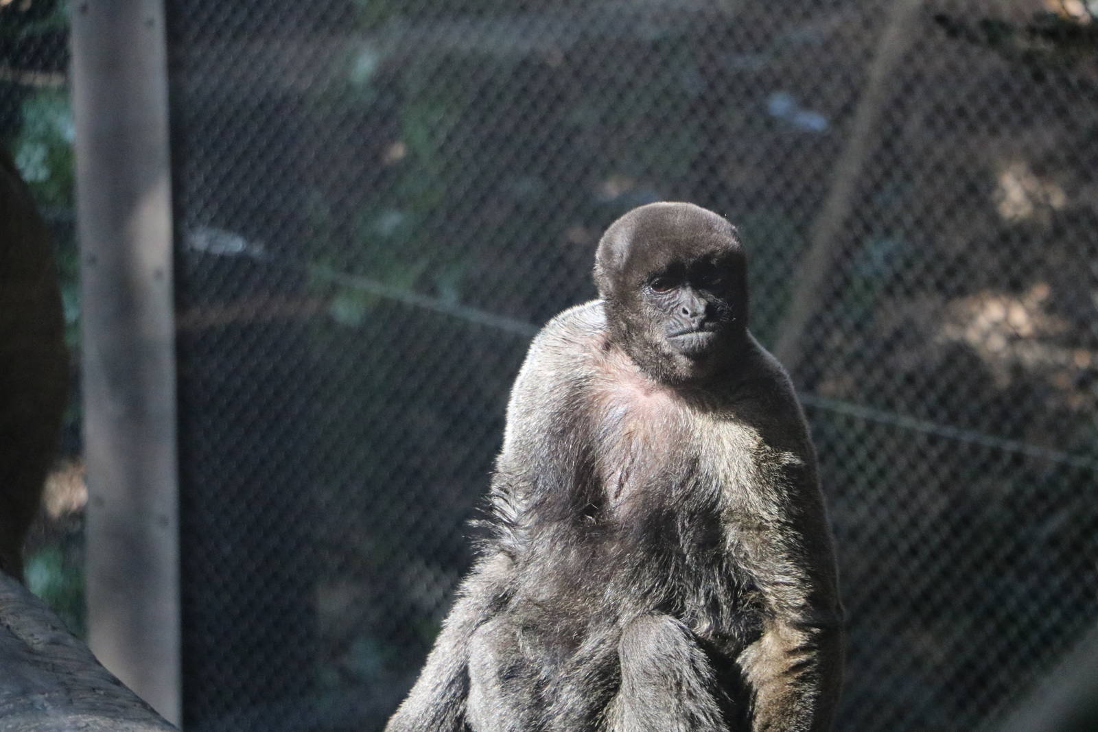 Woolly monkey, February 2016