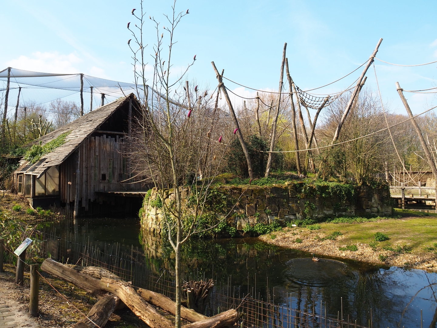 Woolly monkey island, 2019-03-30