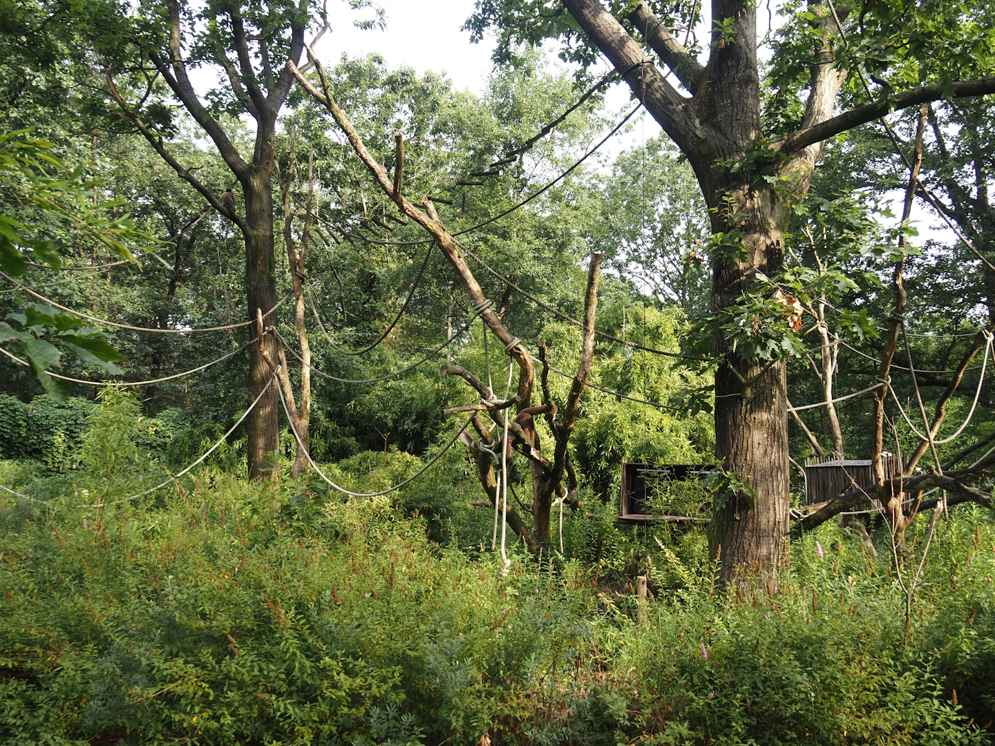 Woolly monkey island,  2024-08-18