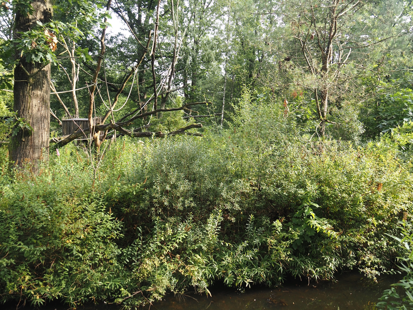 Woolly monkey island,  2024-08-18