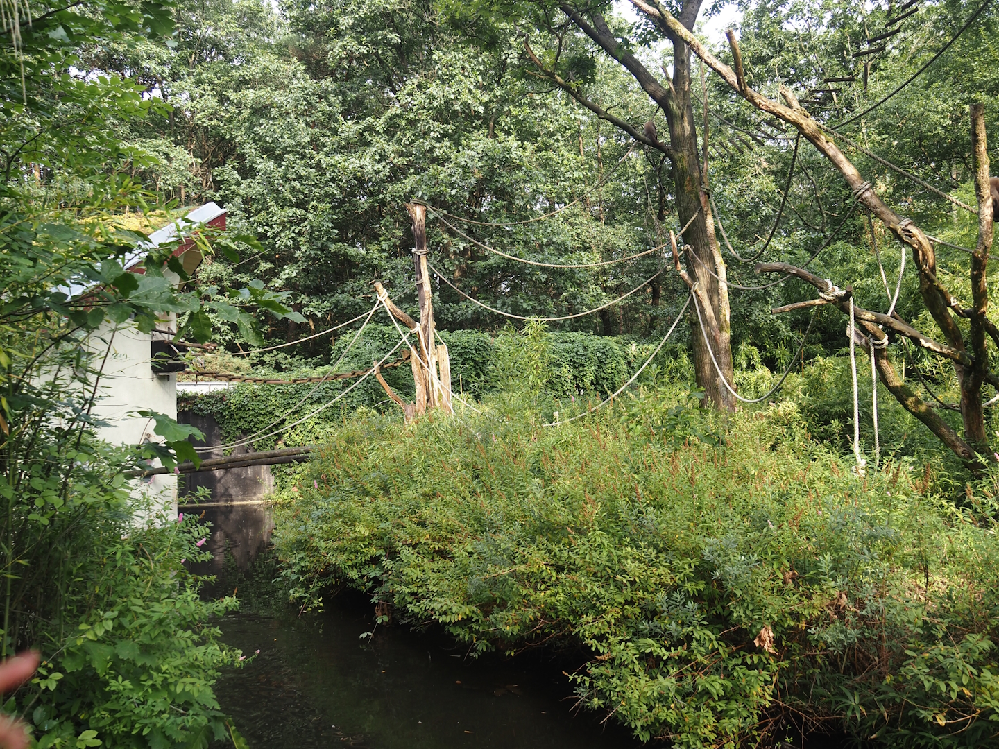 Woolly monkey island and house,  2024-08-18